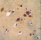 PKHG1 Antibody immunohistochemistry of formalin-fixed and paraffin-embedded human brain tissue followed by peroxidase-conjugated secondary antibody and DAB staining.