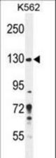 PLEKHG3 Antibody western blot of K562 cell line lysates (35 ug/lane). The PLEKHG3 antibody detected the PLEKHG3 protein (arrow).