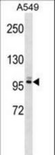 PLEKHG5 Antibody western blot of A549 cell line lysates (35 ug/lane). The PLEKHG5 antibody detected the PLEKHG5 protein (arrow).