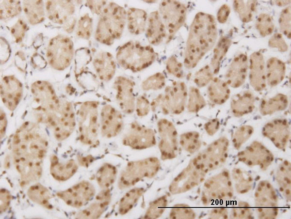 Immunoperoxidase of monoclonal antibody to PLEKHG5 on formalin-fixed paraffin-embedded human stomach. [antibody concentration 1.5 ug/ml]