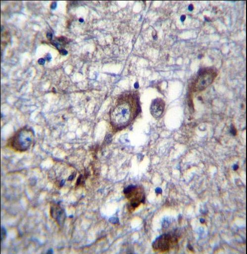 PLEKHH1 Antibody immunohistochemistry of formalin-fixed and paraffin-embedded human brain tissue followed by peroxidase-conjugated secondary antibody and DAB staining.