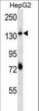 PLEKHH1 Antibody western blot of HepG2 cell line lysates (35 ug/lane). The PLEKHH1 antibody detected the PLEKHH1 protein (arrow).