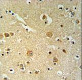 PKHH2 Antibody IHC of formalin-fixed and paraffin-embedded brain tissue followed by peroxidase-conjugated secondary antibody and DAB staining.
