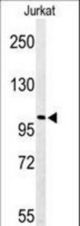 Western blot of PKHH2 Antibody in Jurkat cell line lysates (35 ug/lane). PKHH2 (arrow) was detected using the purified antibody.