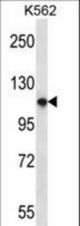 PLEKHM1 Antibody western blot of K562 cell line lysates (35 ug/lane). The PLEKHM1 antibody detected the PLEKHM1 protein (arrow).