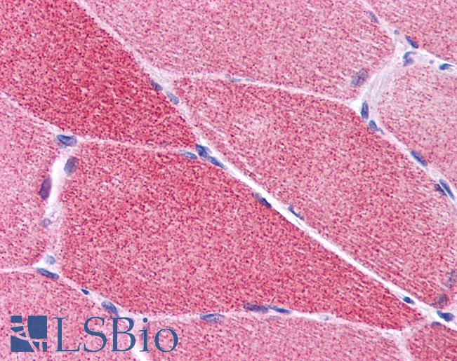 Anti-PLEKHM2 antibody IHC of human skeletal muscle. Immunohistochemistry of formalin-fixed, paraffin-embedded tissue after heat-induced antigen retrieval. Antibody LS-B5051 concentration 5 ug/ml.