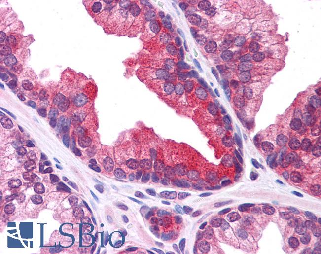 Anti-PLEKHM3 antibody IHC of human prostate. Immunohistochemistry of formalin-fixed, paraffin-embedded tissue after heat-induced antigen retrieval. Antibody LS-B5052 concentration 5 ug/ml.