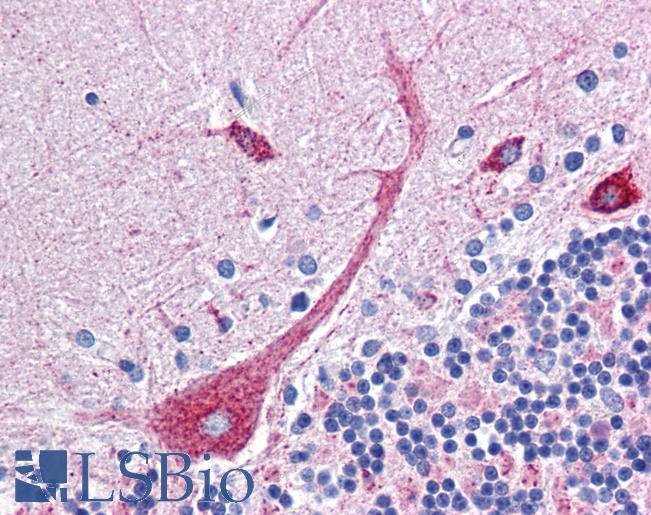 Anti-PLEKHO1 antibody IHC of human brain, cerebellum. Immunohistochemistry of formalin-fixed, paraffin-embedded tissue after heat-induced antigen retrieval. Antibody LS-B5042 concentration 5 ug/ml.