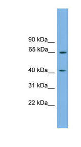 PLEKHO1 antibody LS-C116343 Western blot of COLO205 cell lysate.