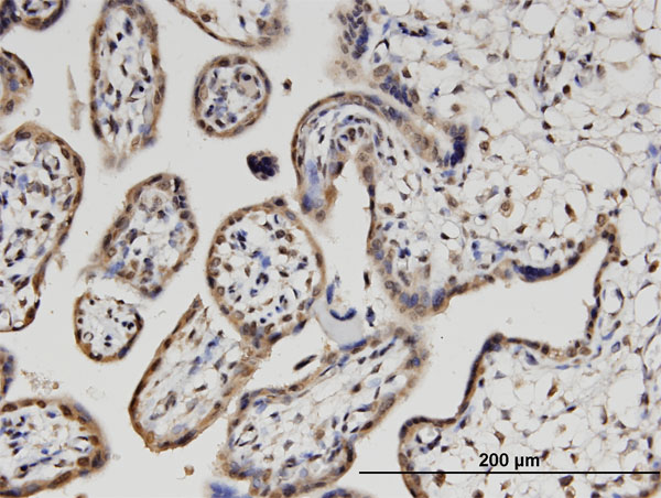 Immunoperoxidase of monoclonal antibody to PLEKHO1 on formalin-fixed paraffin-embedded human placenta. [antibody concentration 3 ug/ml]