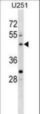 PLEKHO2 Antibody western blot of U251 cell line lysates (35 ug/lane). The PLEKHO2 antibody detected the PLEKHO2 protein (arrow).