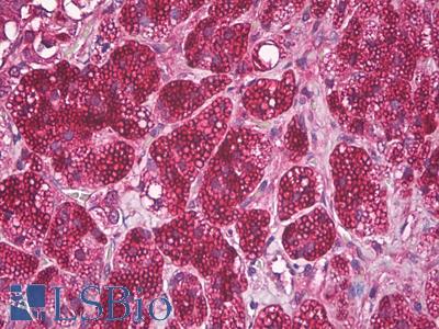 Anti-ADFP / Adipophilin antibody IHC of human adrenal cortex. Immunohistochemistry of formalin-fixed, paraffin-embedded tissue after heat-induced antigen retrieval. Antibody LS-B7983 dilution 1:100.