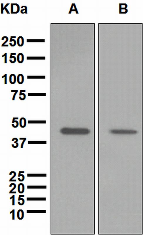 Western blot analysis on (A) mouse brain and (B) rat brain lysates using anti-ADFP antibody.