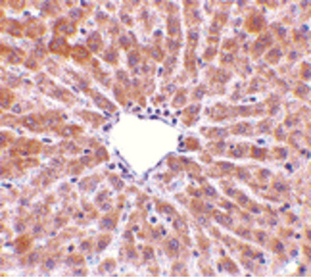 Immunohistochemistry of TIP47 in rat liver tissue with TIP47 antibody at 10 ug/ml.