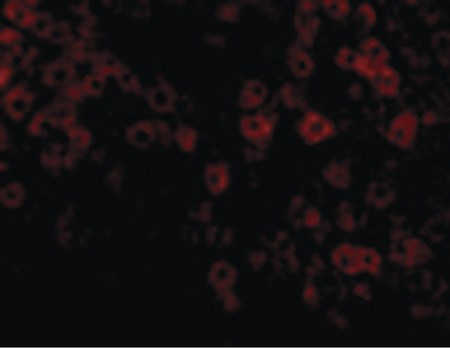 Immunofluorescence of TIP47 in Rat Liver cells with TIP47 antibody at 20 ug/ml.