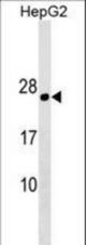PLLP Antibody western blot of HepG2 cell line lysates (35 ug/lane). The PLLP antibody detected the PLLP protein (arrow).