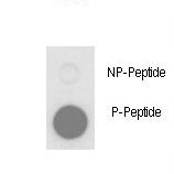 Dot blot of anti-Phospho-PLB-T17 Phospho-specific antibody on nitrocellulose membrane. 50ng of Phospho-peptide or Non Phospho-peptide per dot were adsorbed. Antibody working concentrations are 0.5ug per ml.
