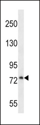 PLOD1 Antibody western blot of U251 cell line lysates (35 ug/lane). The PLOD1 antibody detected the PLOD1 protein (arrow).