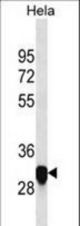 RAT PIp1 Antibody western blot of HeLa cell line lysates (35 ug/lane). The PIp1 antibody detected the PIp1 protein (arrow).