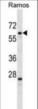 PLRG1 Antibody western blot of Ramos cell line lysates (35 ug/lane). The PLRG1 antibody detected the PLRG1 protein (arrow).