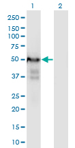 Western Blot analysis of PLRG1 expression in transfected 293T cell line by PLRG1 monoclonal antibody (M06), clone 7H2.Lane 1: PLRG1 transfected lysate (Predicted MW: 57.2 KDa).Lane 2: Non-transfected lysate.