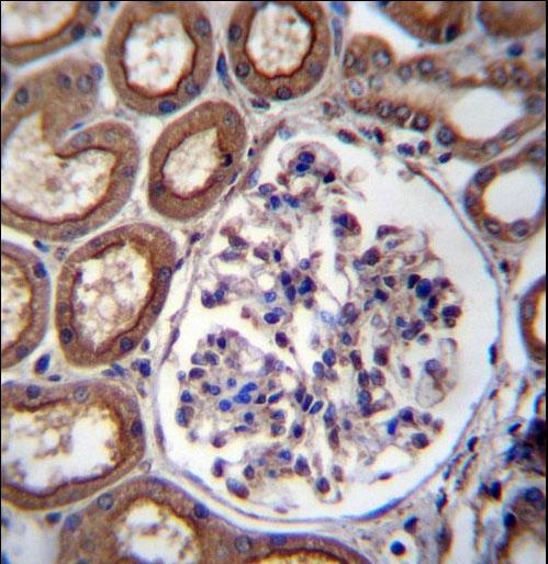 PLS1 Antibody immunohistochemistry of formalin-fixed and paraffin-embedded human kidney tissue followed by peroxidase-conjugated secondary antibody and DAB staining.