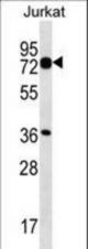 PLS1 Antibody western blot of Jurkat cell line lysates (35 ug/lane). The PLS1 antibody detected the PLS1 protein (arrow).