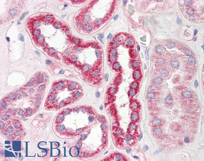 Anti-PLS3 / T Plastin antibody IHC of human kidney. Immunohistochemistry of formalin-fixed, paraffin-embedded tissue after heat-induced antigen retrieval. Antibody LS-B8229 dilution 5-7.5 ug/ml.