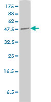 PLTP monoclonal antibody (M01), clone 2F3-G4 Western blot of PLTP expression in HeLa NE.