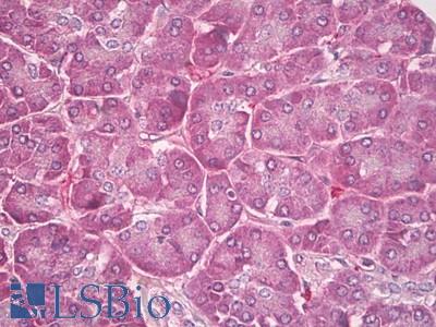 Anti-PLTP antibody IHC of human pancreas. Immunohistochemistry of formalin-fixed, paraffin-embedded tissue after heat-induced antigen retrieval. Antibody LS-B8259 dilution 5-10 ug/ml.