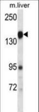 PLXNC1 Antibody western blot of mouse liver tissue lysates (35 ug/lane). The PLXNC1 antibody detected the PLXNC1 protein (arrow).
