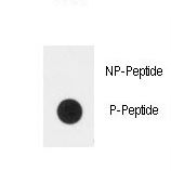 Dot blot of anti-Phospho-PLXND1-pY1642 Antibody on nitrocellulose membrane. 50ng of Phospho-peptide or Non Phospho-peptide per dot were adsorbed. Antibody working concentrations are 0.5ug per ml.