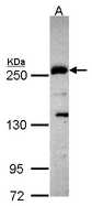Sample (30 ug of whole cell lysate). A: Hep G2 . 5% SDS PAGE. PLXND1 / Plexin D1 antibody diluted at 1:1000.