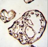PM20D2 Antibody immunohistochemistry of formalin-fixed and paraffin-embedded human placenta tissue followed by peroxidase-conjugated secondary antibody and DAB staining.