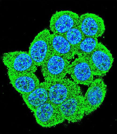 Confocal immunofluorescent of PM20D2 Antibody with HeLa cell followed by Alexa Fluor 488-conjugated goat anti-rabbit lgG (green). DAPI was used to stain the cell nuclear (blue).