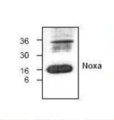 Western blot of NOXA antibody LS-C48607.