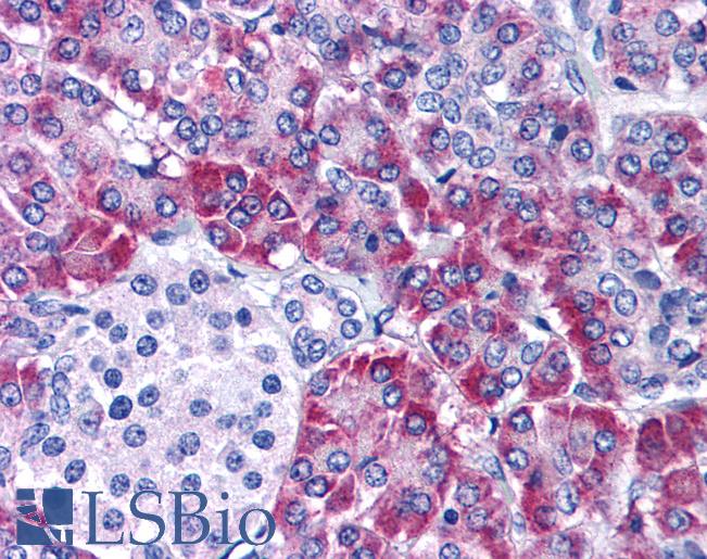 Anti-NOXA antibody IHC of human pancreas. Immunohistochemistry of formalin-fixed, paraffin-embedded tissue after heat-induced antigen retrieval. Antibody LS-B184 concentration 5 ug/ml.