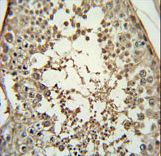 PMCH Antibody immunohistochemistry of formalin-fixed and paraffin-embedded human testis tissue followed by peroxidase-conjugated secondary antibody and DAB staining.