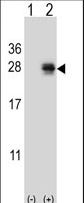 Western blot of PMCH (arrow) using rabbit polyclonal PMCH Antibody. 293 cell lysates (2 ug/lane) either nontransfected (Lane 1) or transiently transfected (Lane 2) with the PMCH gene.