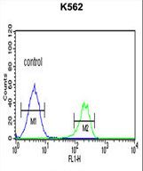 PMCH Antibody flow cytometry of K562 cells (right histogram) compared to a negative control cell (left histogram). FITC-conjugated goat-anti-rabbit secondary antibodies were used for the analysis.