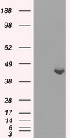 HEK293T cells were transfected with the pCMV6-ENTRY control (Left lane) or pCMV6-ENTRY PPME1 (Right lane) cDNA for 48 hrs and lysed. Equivalent amounts of cell lysates (5 ug per lane) were separated by SDS-PAGE and immunoblotted with anti-PPME1.