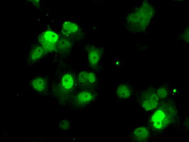 Anti-PPME1 mouse monoclonal antibody immunofluorescent staining of COS7 cells transiently transfected by pCMV6-ENTRY PPME1.