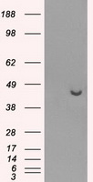 HEK293T cells were transfected with the pCMV6-ENTRY control (Left lane) or pCMV6-ENTRY PPME1 (Right lane) cDNA for 48 hrs and lysed. Equivalent amounts of cell lysates (5 ug per lane) were separated by SDS-PAGE and immunoblotted with anti-PPME1.