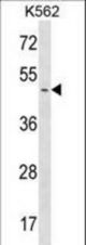 PPME1 Antibody western blot of K562 cell line lysates (35 ug/lane). The PPME1 antibody detected the PPME1 protein (arrow).