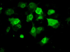 Anti-PPME1 mouse monoclonal antibody immunofluorescent staining of COS7 cells transiently transfected by pCMV6-ENTRY PPME1.