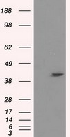 HEK293T cells were transfected with the pCMV6-ENTRY control (Left lane) or pCMV6-ENTRY PPME1 (Right lane) cDNA for 48 hrs and lysed. Equivalent amounts of cell lysates (5 ug per lane) were separated by SDS-PAGE and immunoblotted with anti-PPME1.