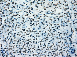 IHC of paraffin-embedded pancreas tissue using anti-SILV mouse monoclonal antibody. (Dilution 1:50).