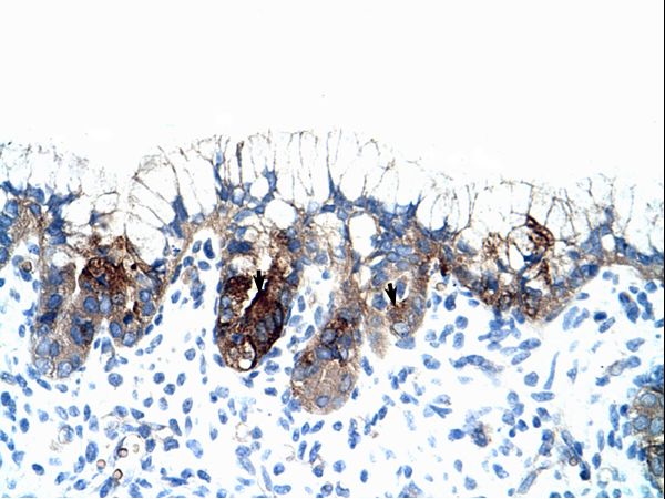 PMF1 antibody LS-C30481 was used in IHC to stain formalin-fixed, paraffin-embedded human stomach.
