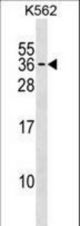PMF1 Antibody western blot of K562 cell line lysates (35 ug/lane). The PMF1 antibody detected the PMF1 protein (arrow).