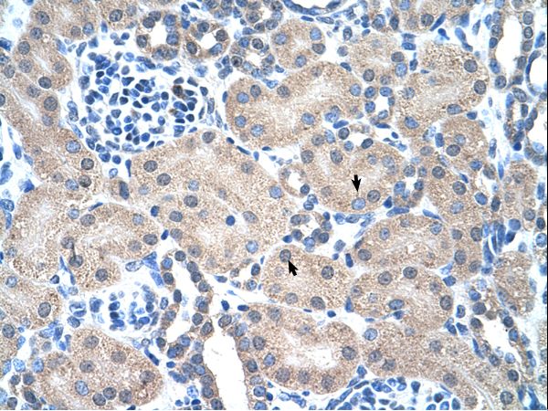 PMF1 antibody LS-C30487 was used in IHC to stain formalin-fixed, paraffin-embedded human kidney.